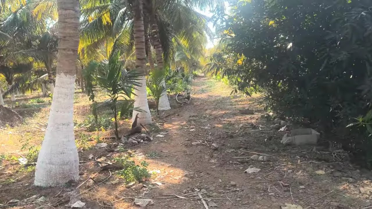 ஈரோடு (மா) சத்தி(வ) பண்ணாரி அருகில்4.5ஏக்கர் தென்னந்தோப்பு  விற்பனை 9585376767#agriculture 