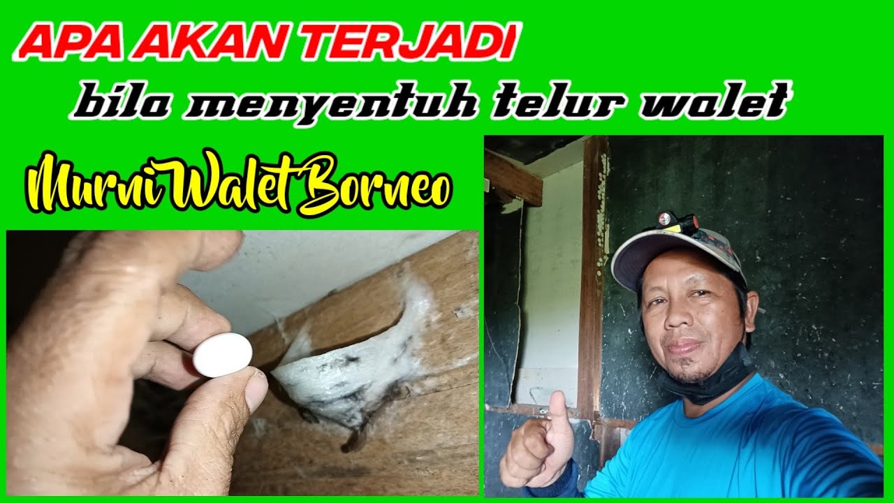apa akan terjadi bila Menyentuh Telur Walet?