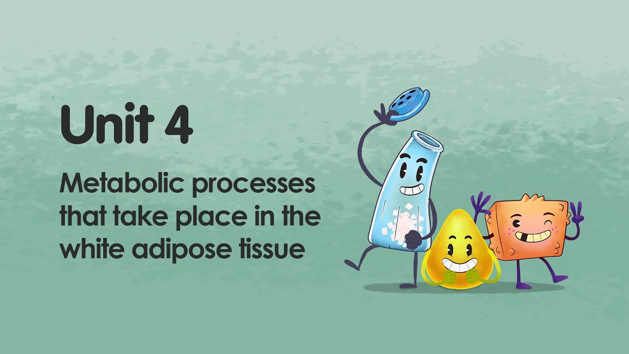 Metabolic processes that take place in the white adipose tissue | iMooX.at