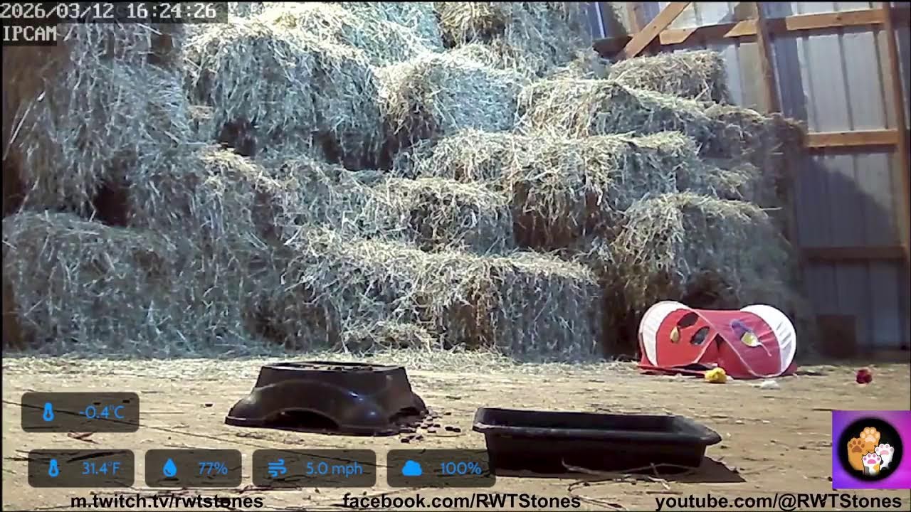 Cat TV Live Barn Cam NE PA USA 2026/3/12