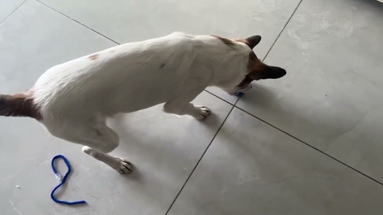流浪猫从来没玩过玩具，给她玩具球，她直接吓跑了 #关爱流浪动物