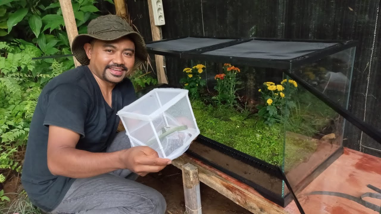 Tempat Penetasan Telor Kunang-Kunang #fireflies #firefly  #firefliesconservation