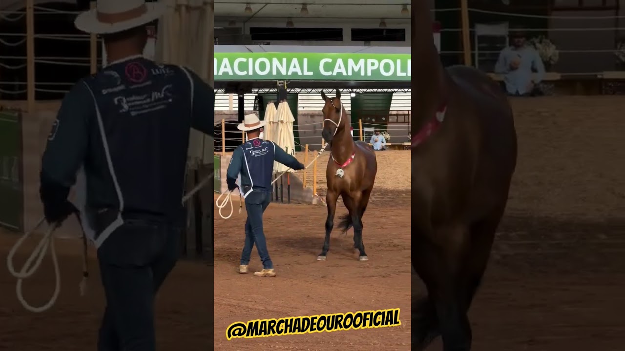 campolina marchador #cavalo #playvaquejada #cavalos #pecuarista #horse #mercadoagricola
