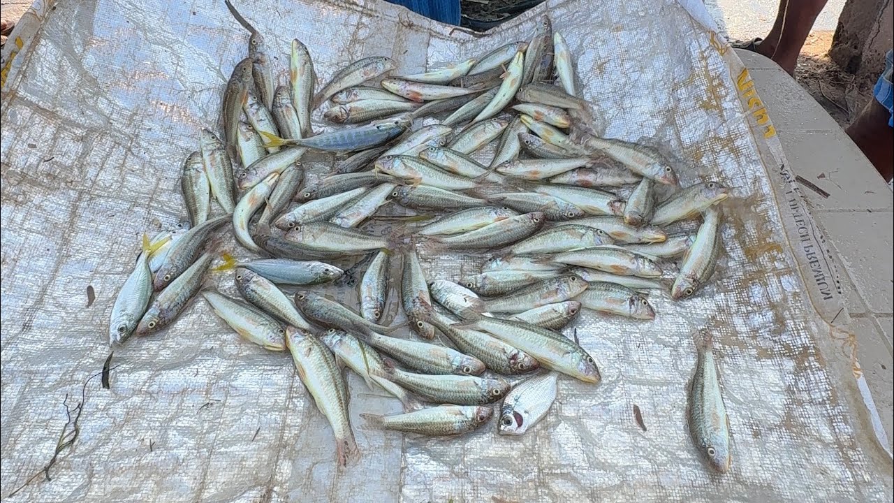 முத்துக்குடாவில் வந்த பெரிய மீன் என்ன விலை?|| Big fish in muthukkuda|| Mar 16,2026 #food #fish
