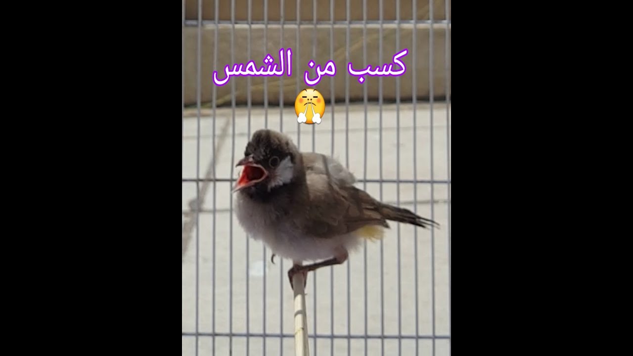 ألافراخ تحتاج للتشميس وشكد المده المناسبه
