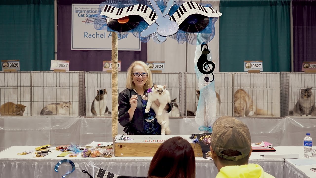 CFA International Show 2018 - Birman in alter class judging