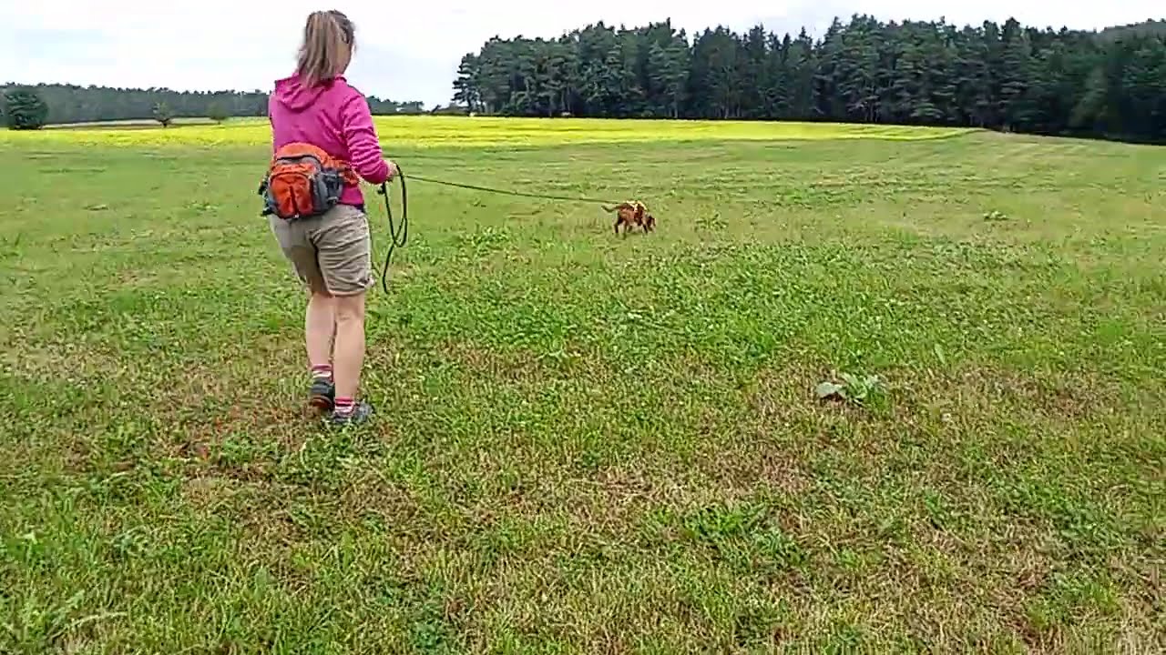 Mantrailing - wir testen das Niggeloh Follow Trail!