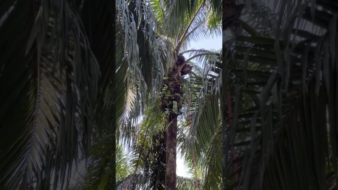 Panen sawit Pohon tinggi buah terjepit