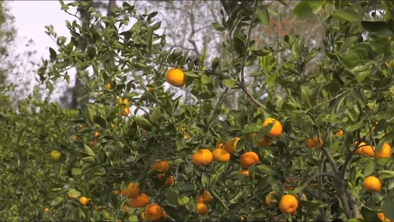 Georgia Citrus Growing Despite Some Setbacks