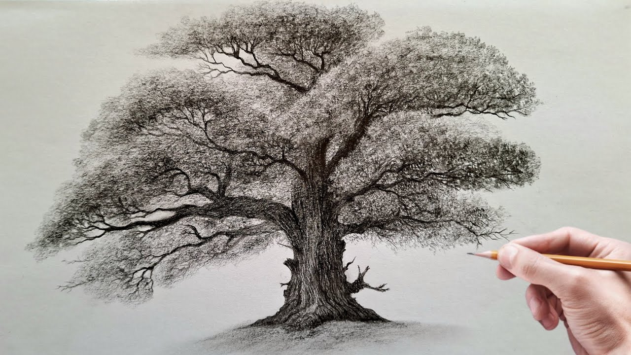 How to draw an old tree | Drawing a realistic tree with pencil step by step