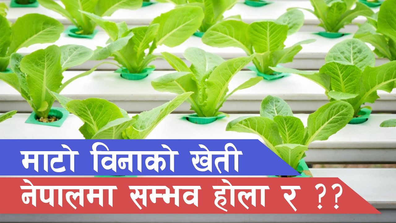 कति सम्भव नेपालमा माटो विनाको खेती ? Hydroponics Possibility in Nepal || Kishan Chetana Episode 11 |
