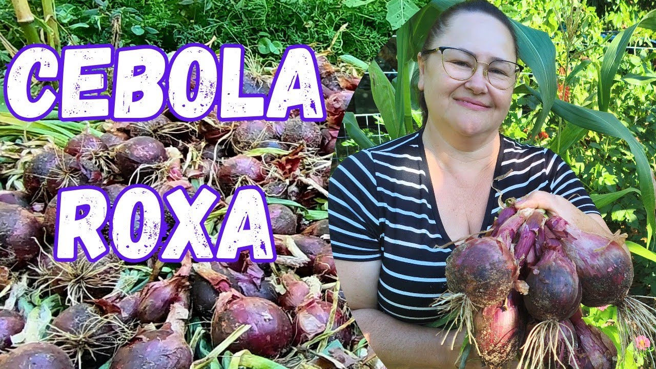 Colheita de cebolas roxas e orgânicas no sítio.