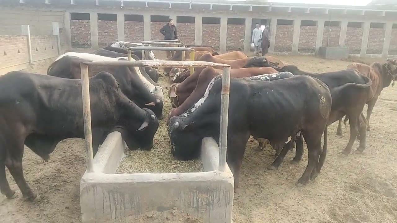 لو جی ویکھو نواں کٹا جد ریڑھی آگے لائی دا تے کنا نقصان کر دا اے
