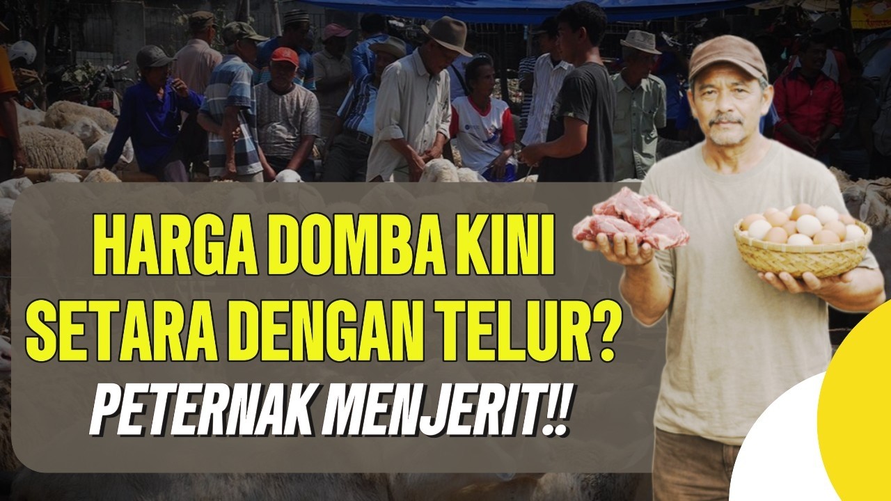 MIRIS! HARGA DOMBA SAMA DENGAN HARGA TELUR?.