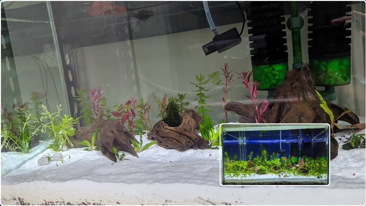 Nuevo Acuario Corys Panda y Paleatus Método Walstad y Ciclado Rápido - Tierra, manado JBL y Arena