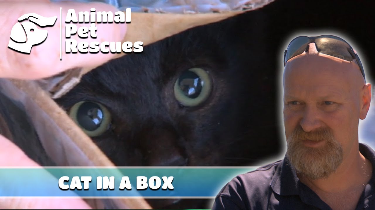 Two Cats Found Sealed in Boxes | Full Episode | SPCA Rescue