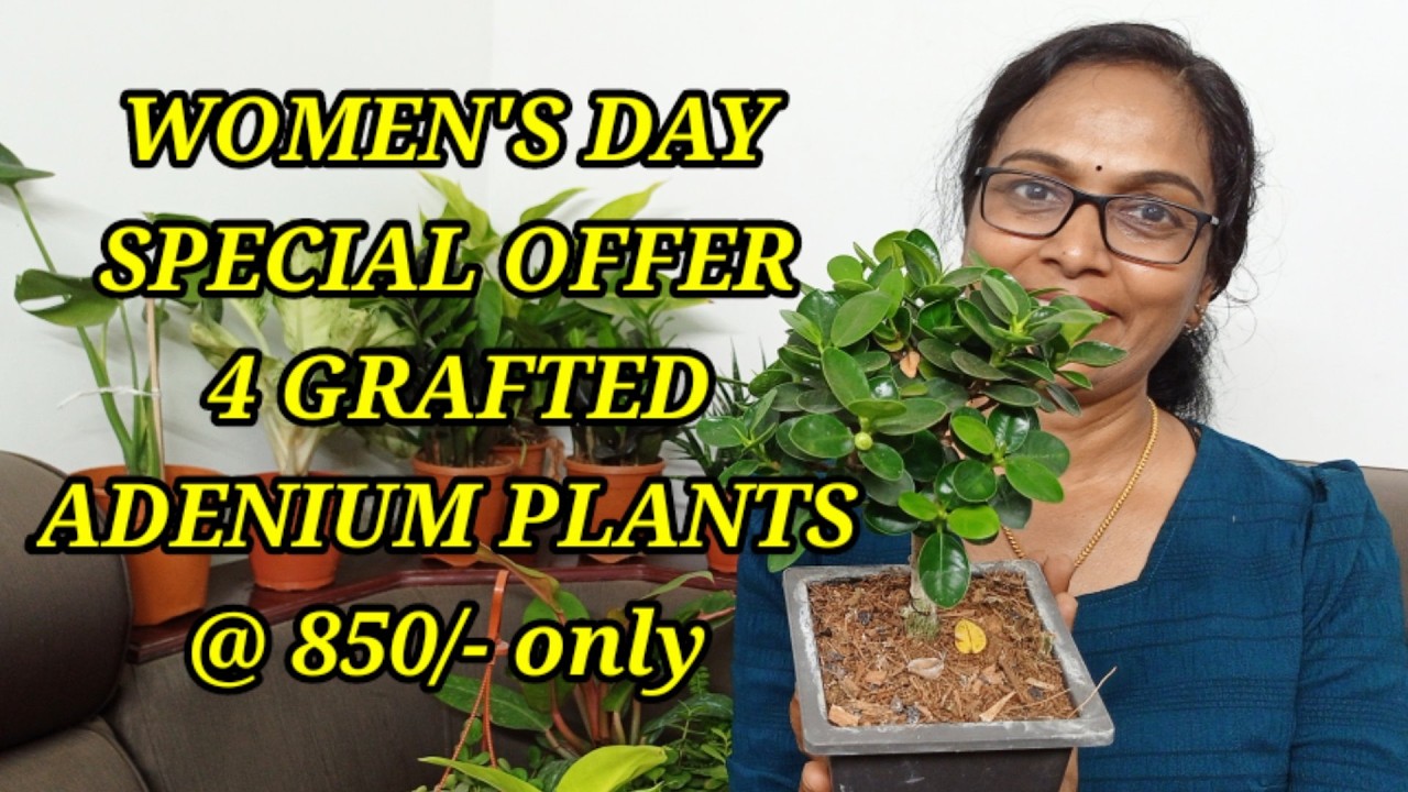 AGLONIMA/ADENIUM/ GRAFTED ADENIUM/COMBO OFFER/WHOLE SALE RATE/INDOOR PLANTS/ONLINE SALE #8848253462