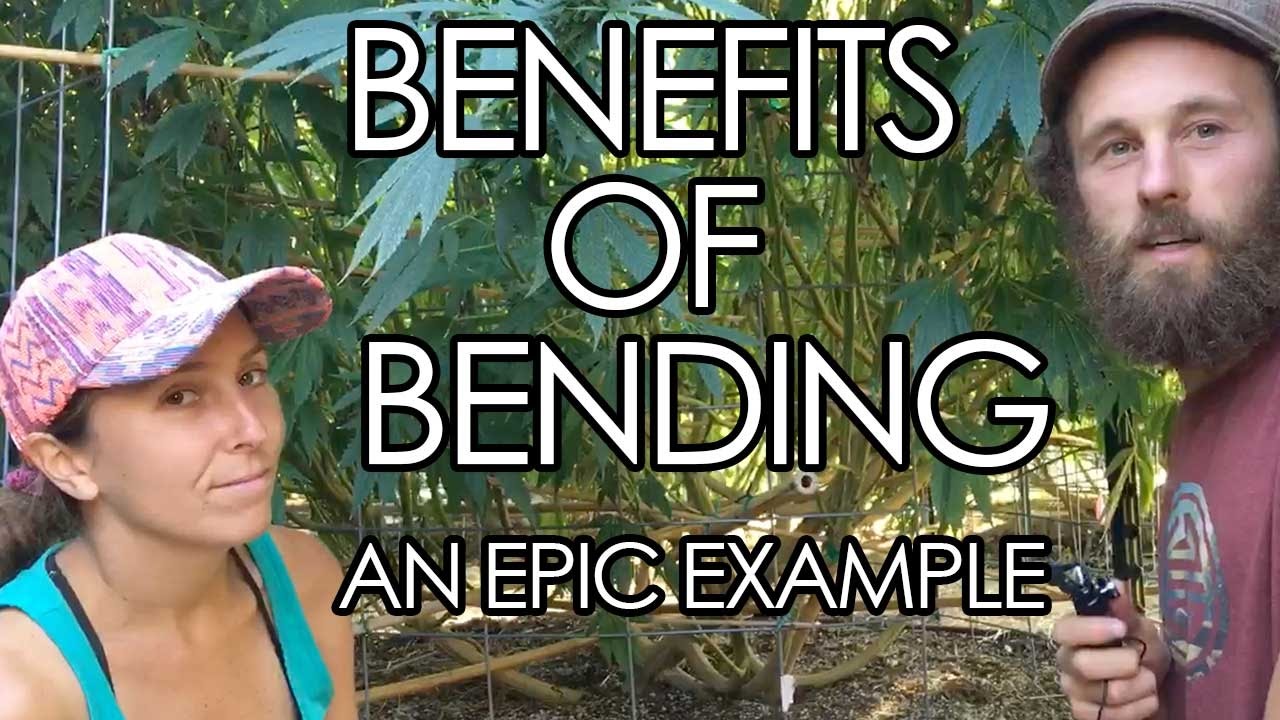 The Epic Potential of Bending and Training Marijuana Plants - A Trip To Master Grower Kat's Garden