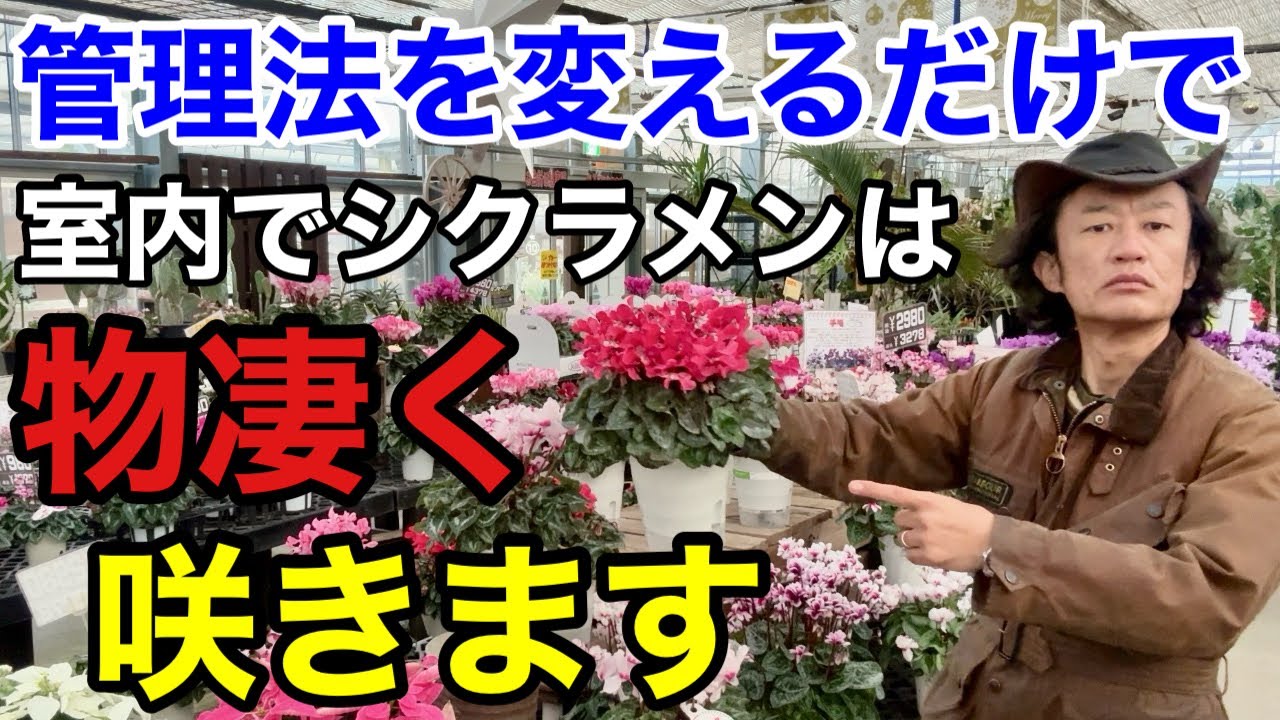 【知らなかった】 超簡単なシクラメンの賢い管理法教えます　          【カーメン君】【園芸】【ガーデニング】【初心者】