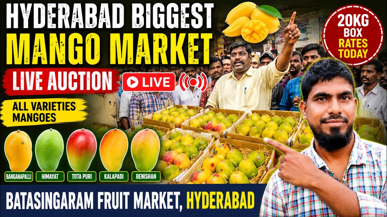27 June 2026 Hyderabad Biggest Mango Market 🥭 | Live Mango Auction | 20KG Box Rates #today