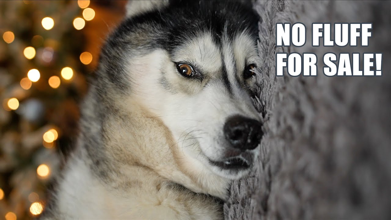 Husky Refuses To Sell His Fluff! He Runs Off!