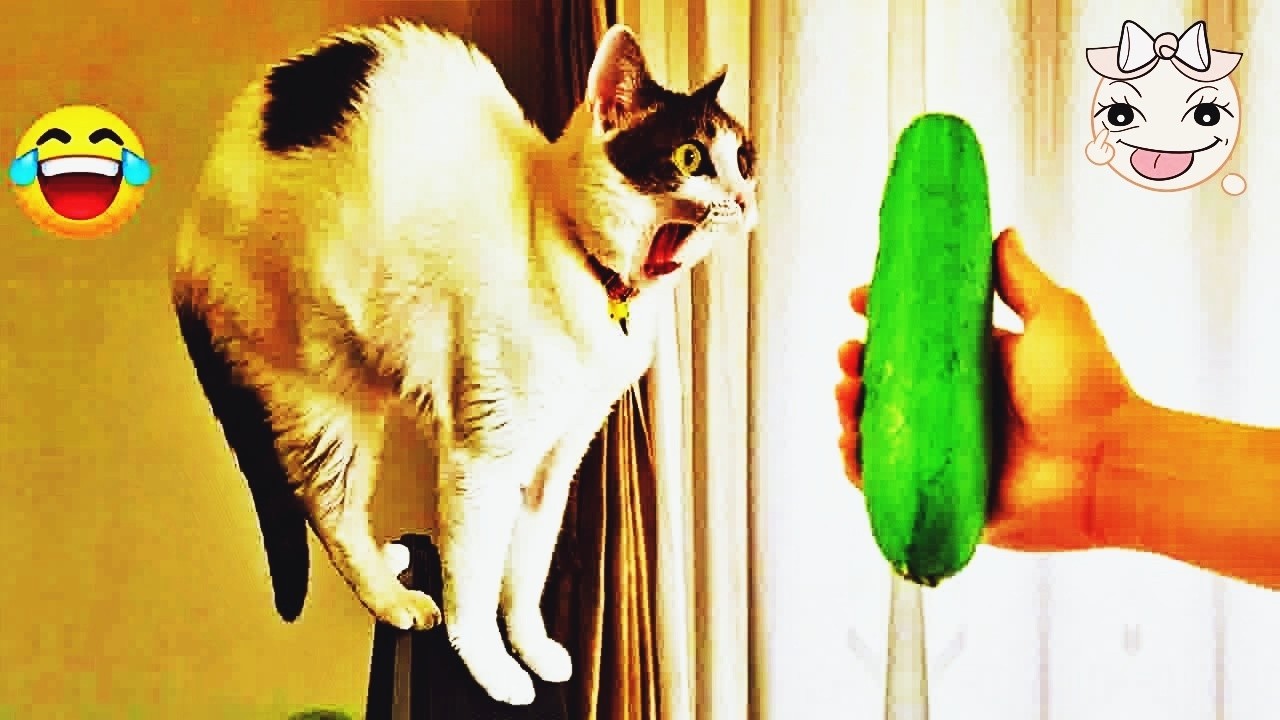 Try Not To Laugh 😽 Funniest Cats & Dogs 😻 Funny Animals