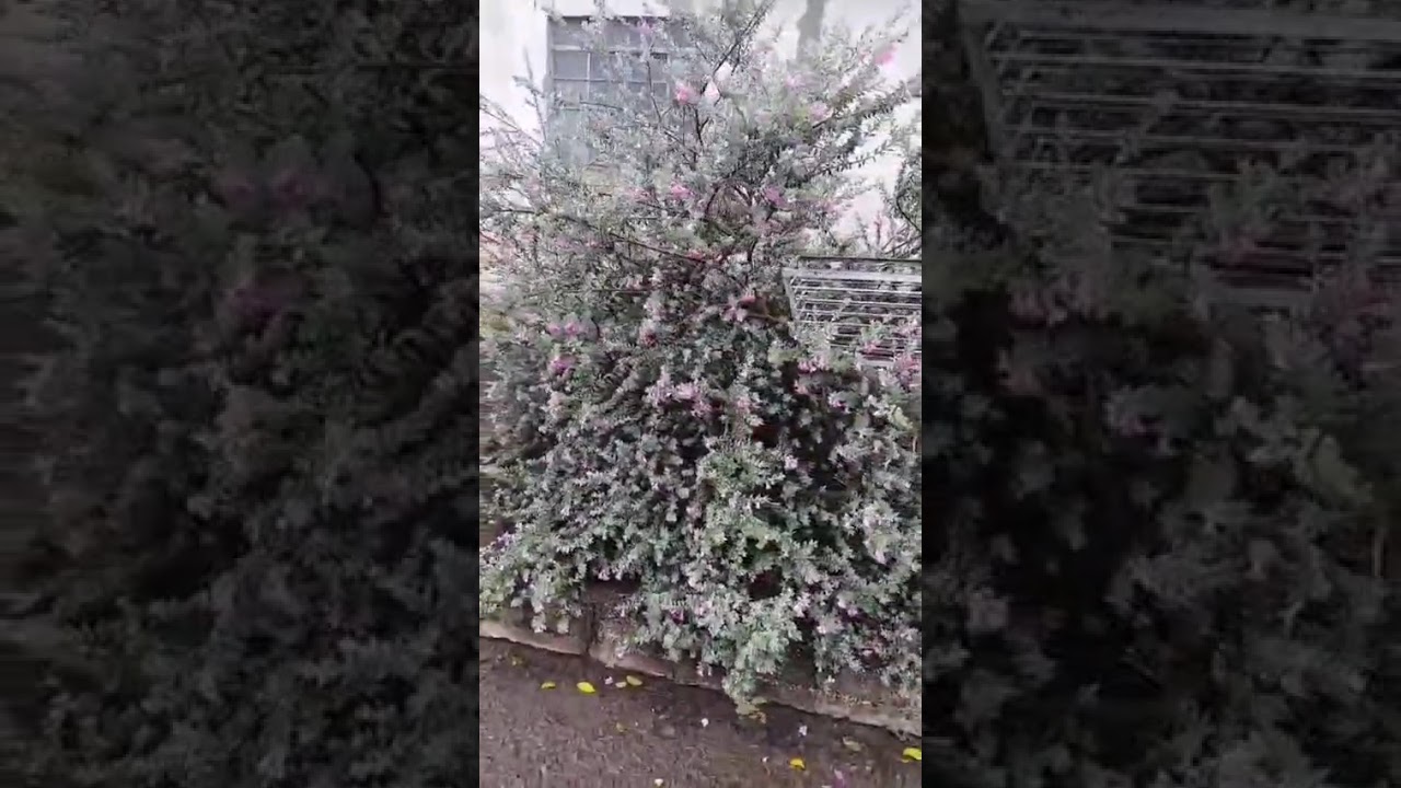 plantas e flored