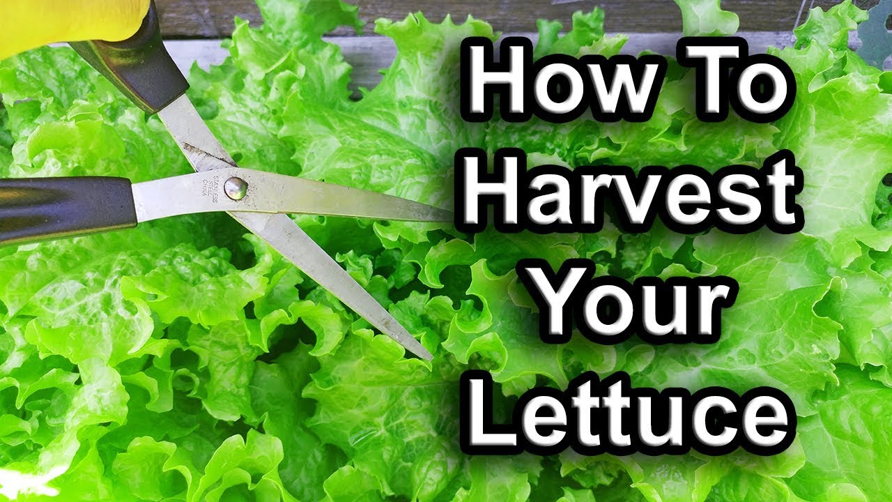 How To Harvest Lettuce, Cut and Come Again, Plus Whole Plant Harvest