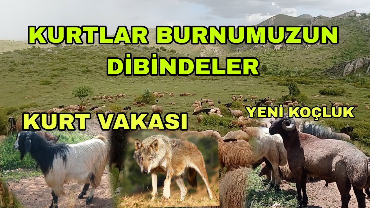 2024 ÜN İLK KURT VAKASI YENİ KOÇLUK SÜRÜYE GELDİ KURTLAR LA MÜCADELEMİZ BAŞLADI