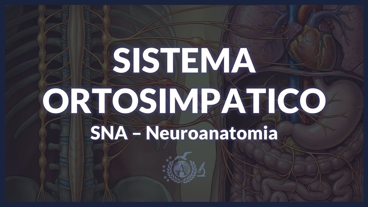 SNA: sistema simpatico - NEUROANATOMIA