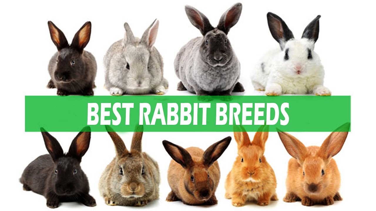 Best Rabbit Breeds - Soviet Chinchilla, Flemish Giant, Satin, Californian, Rex, Himalayan, Angora