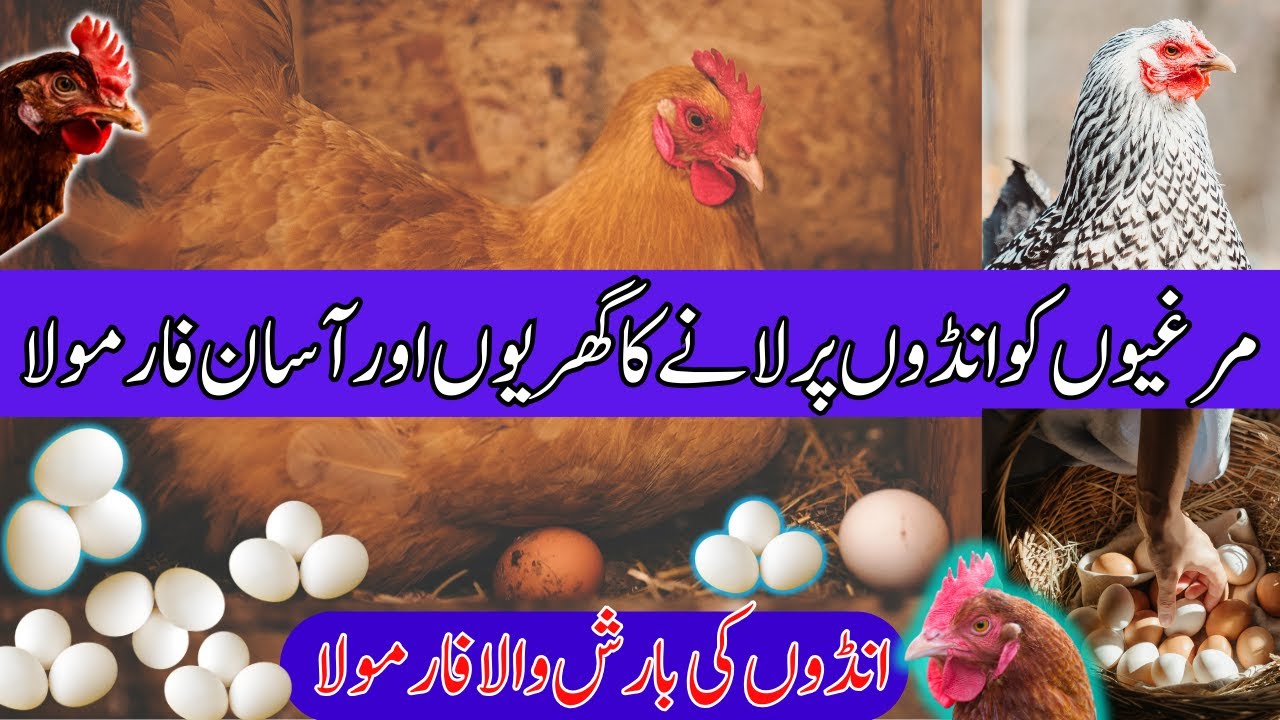 Murgi ko ando par lane ka tarika | Magical Formula -By VOA
