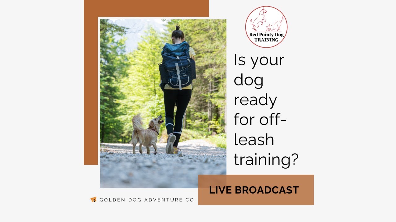 LIVE BROADCAST: Is your dog ready for off-leash training?