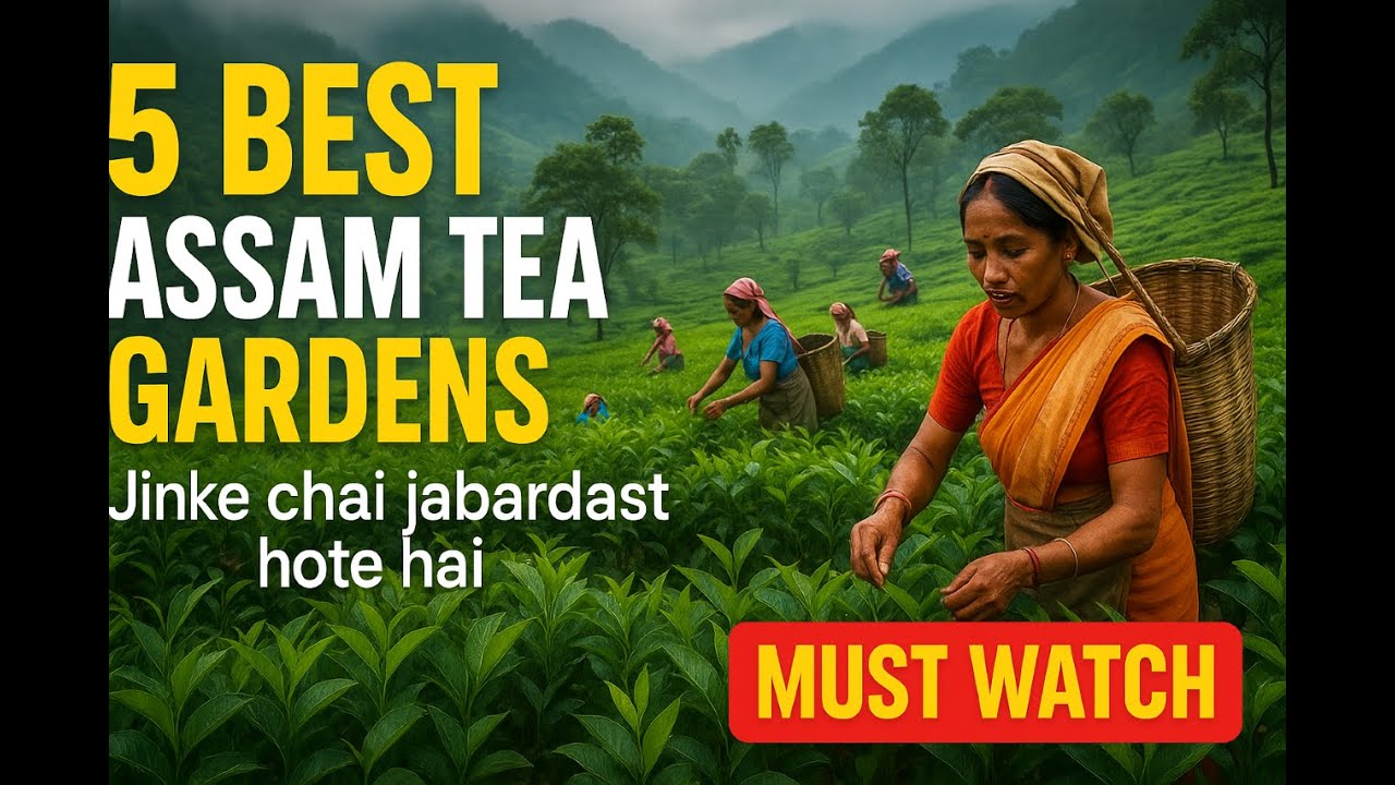 5 Best Assam Tea Gardens You Must Know ! (Incredible Taste)