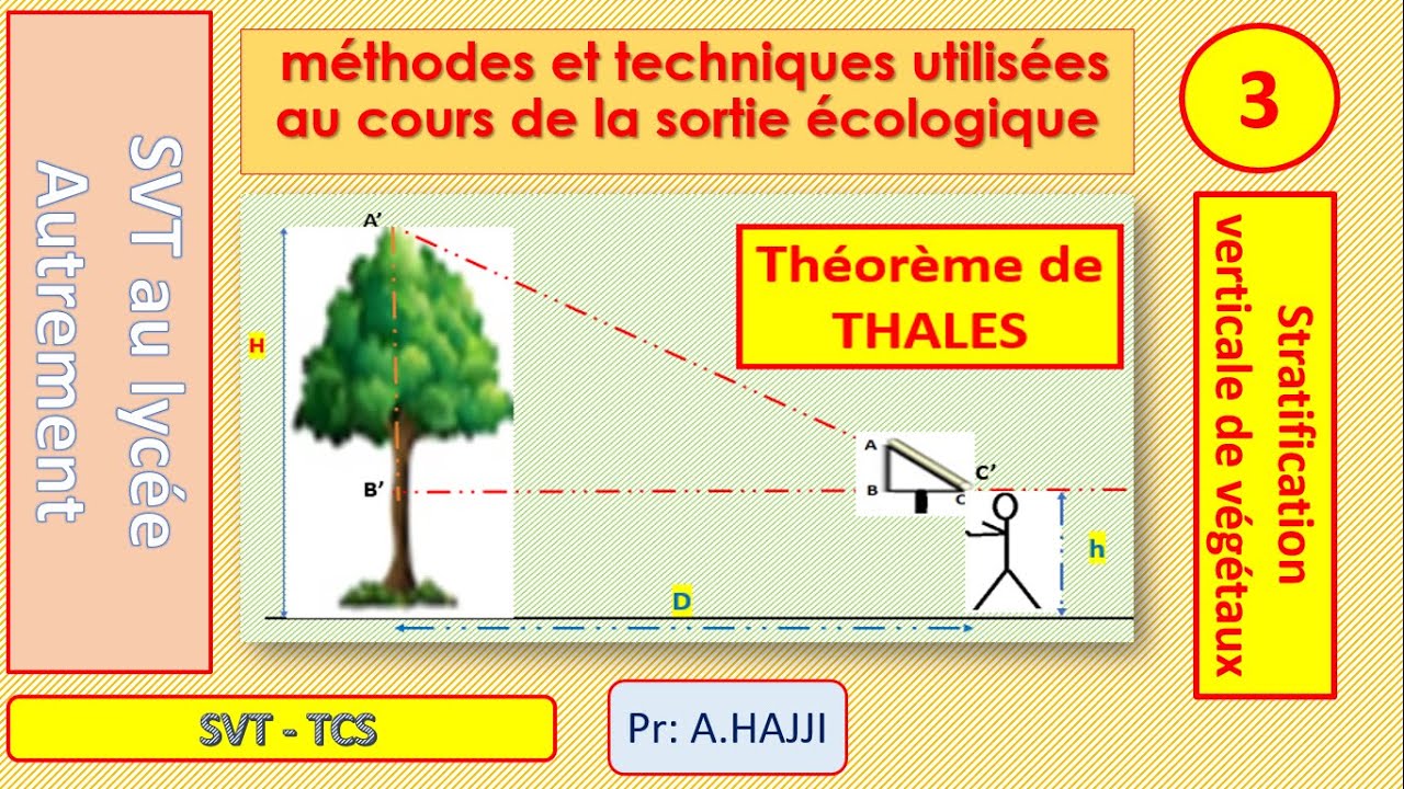 Stratification verticale des végétaux et estimation de la hauteur des arbres. explication complète.