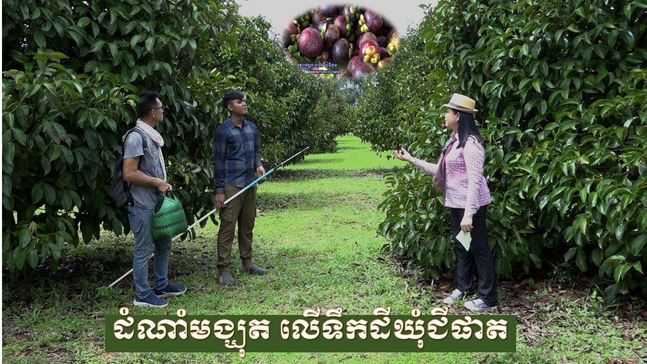 AGRICULTURE/កសិកម្មៈ ការដាំដុះដំណាំមង្ឃុតលើទឹកដីឃុំជីផាត ( Mangosteen in Chi Phat Commune, Koh Kong