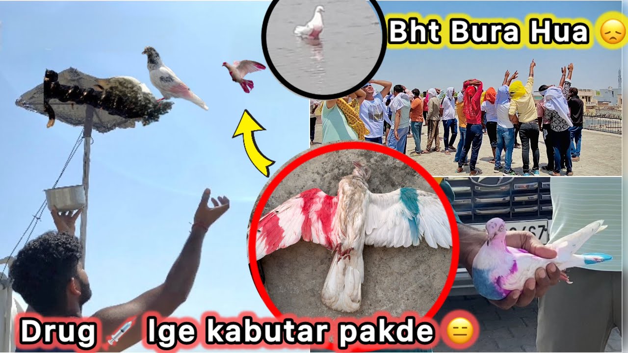 Bazi se pakde Nashe 💊 lge kabutar 😮 || Bht buri halat Hogyi 🥺
