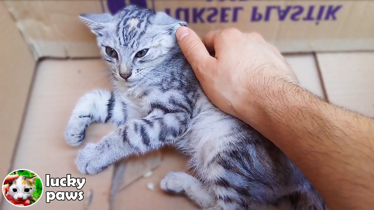 Rescue poor kitten, who survived a cold day, stopped crying after feeling touch of warm hands!