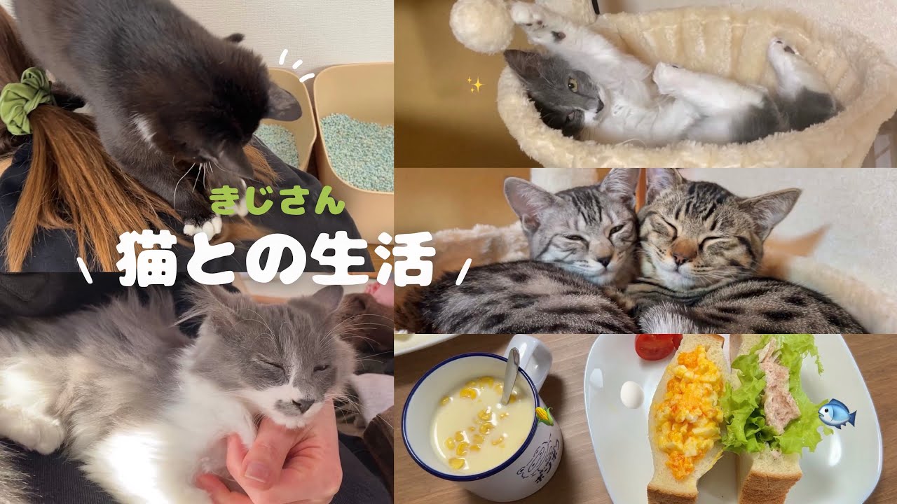 \ 猫に囲まれた暮らし🐾 /人間のお膝に乗ることを覚えた子猫ちゃん…💘 | ダンボールハウスを安全に📦✨️|お引越し後の保護猫ちゃんの様子は…