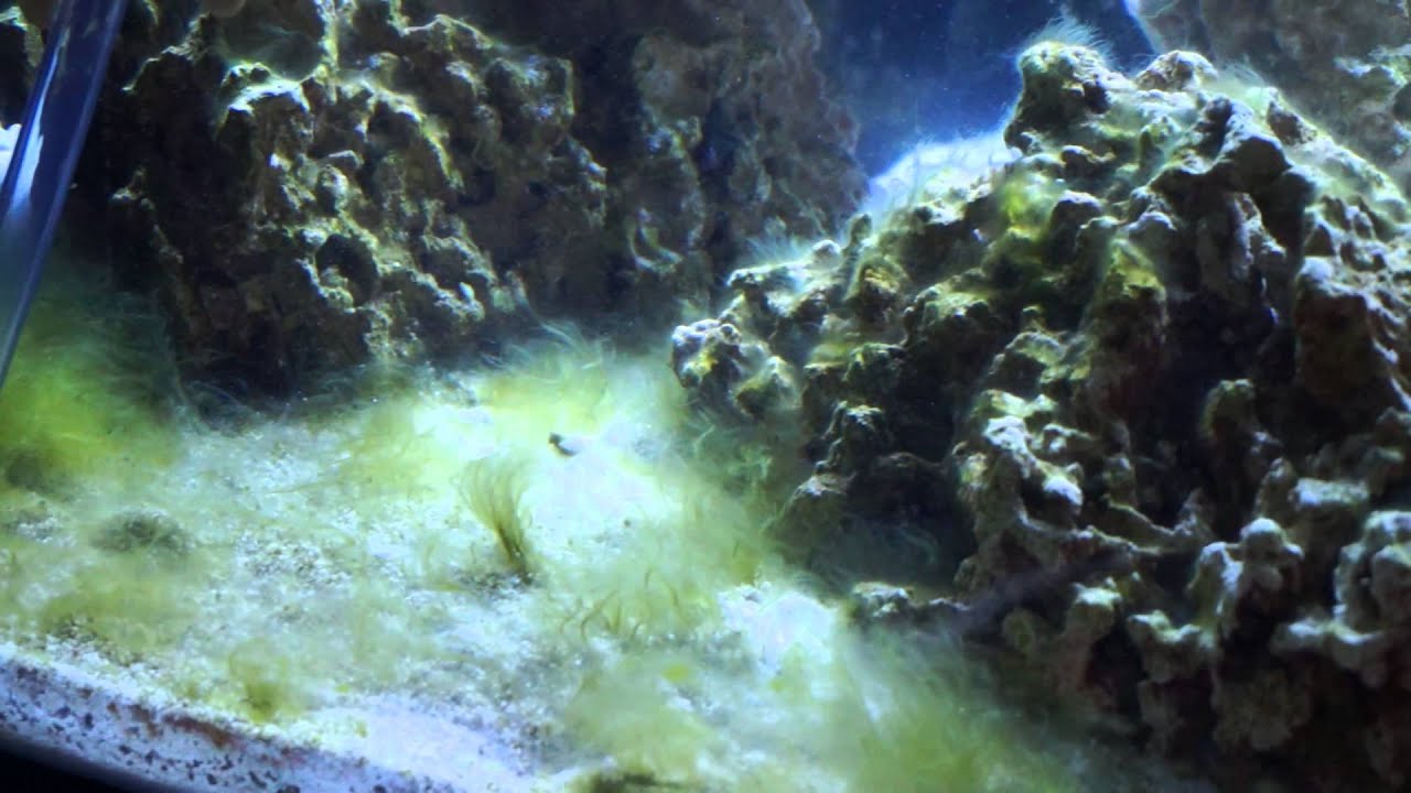 Aquarium Problems and Solutions: Hair Algae
