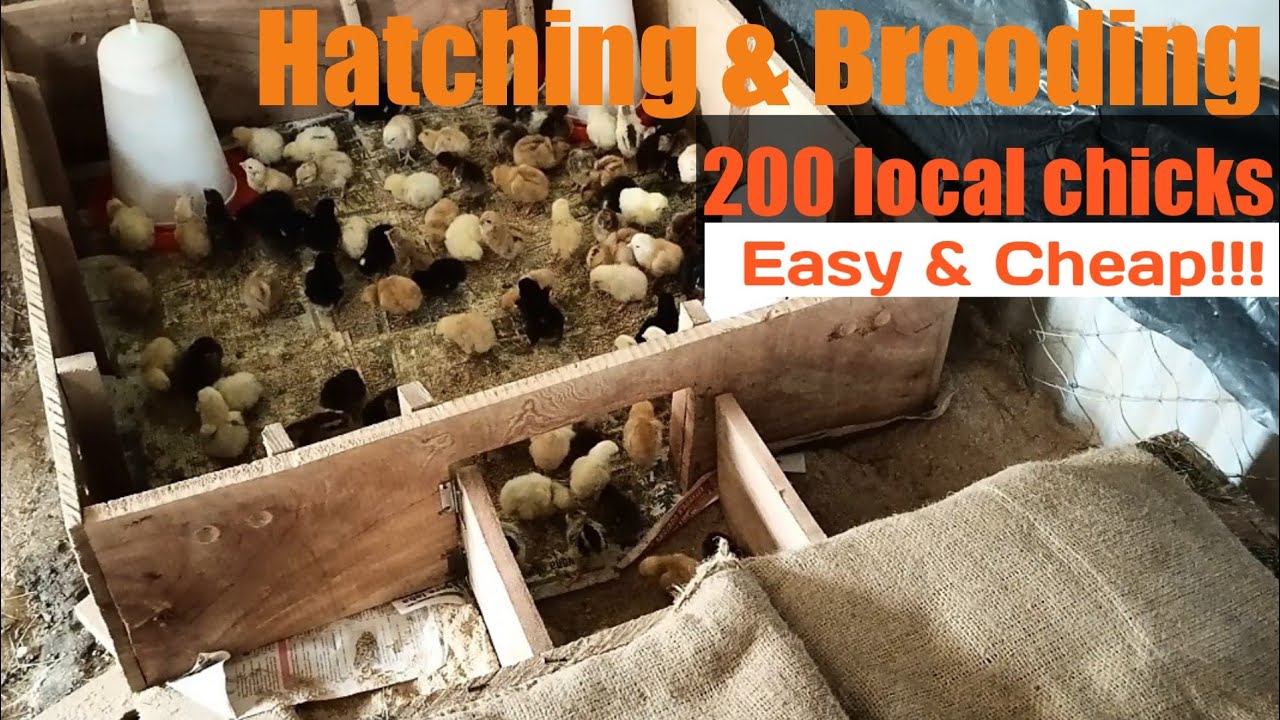HATCHING & BROODING 200 LOCAL CHICKS - Easy and Cheap way.