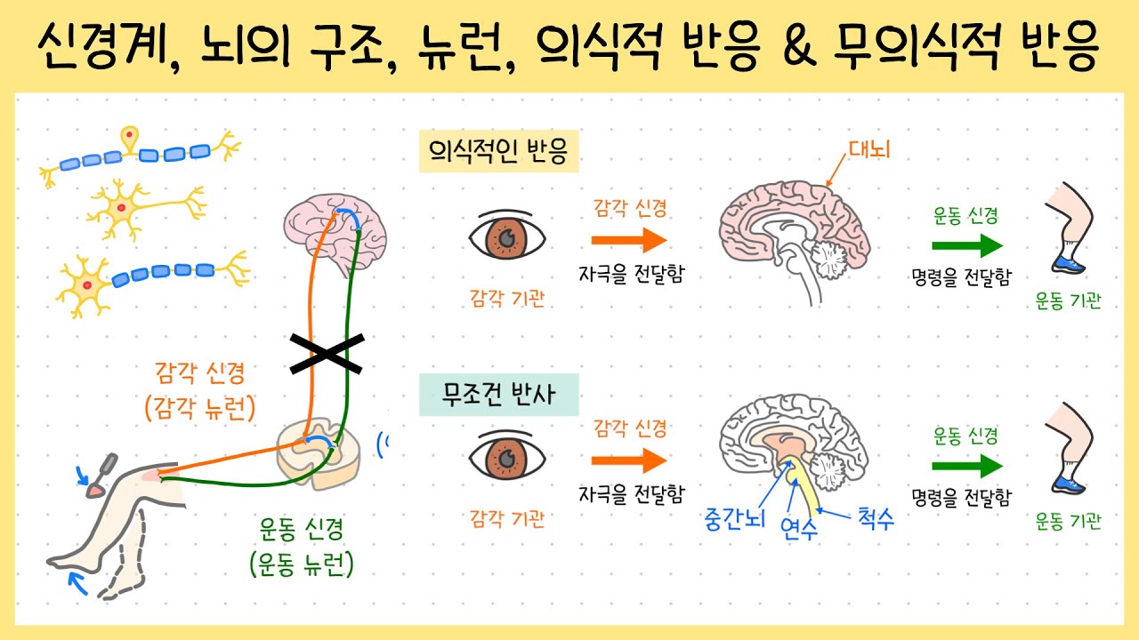 [중3_자극과 반응] 2강. 신경계(중추신경, 말초신경)￨뇌와 척수￨뉴런￨의식적 반응&무의식적 반응(조건 반사, 무조건 반사)￨무릎 반사🧐