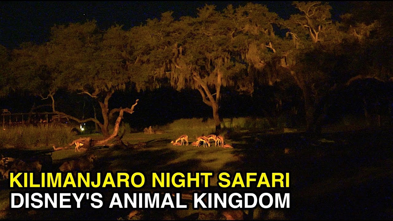 [4K] Kilimanjaro Safari - Nighttime Animal Expedition : Animal Kingdom (Orlando, FL)