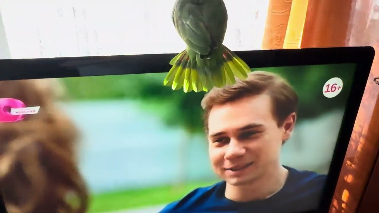 Амазон  солнечный день