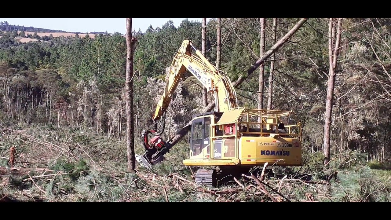 Colheita de pinus mecanizada!!!