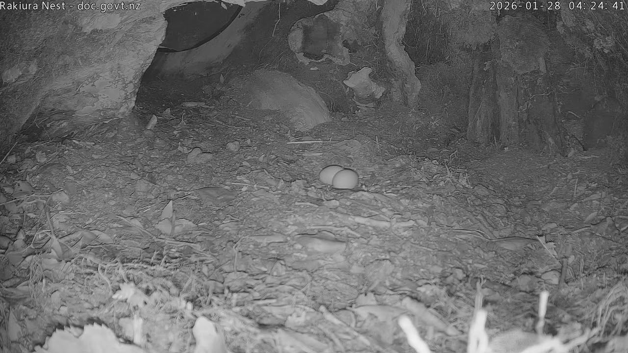 Rakiura fends off seabirds - 28 January