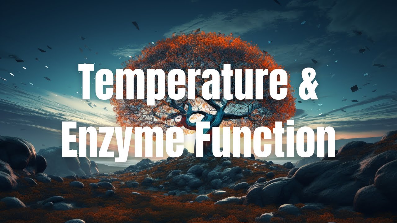 Temperature and Enzyme Function: Delving into the Details