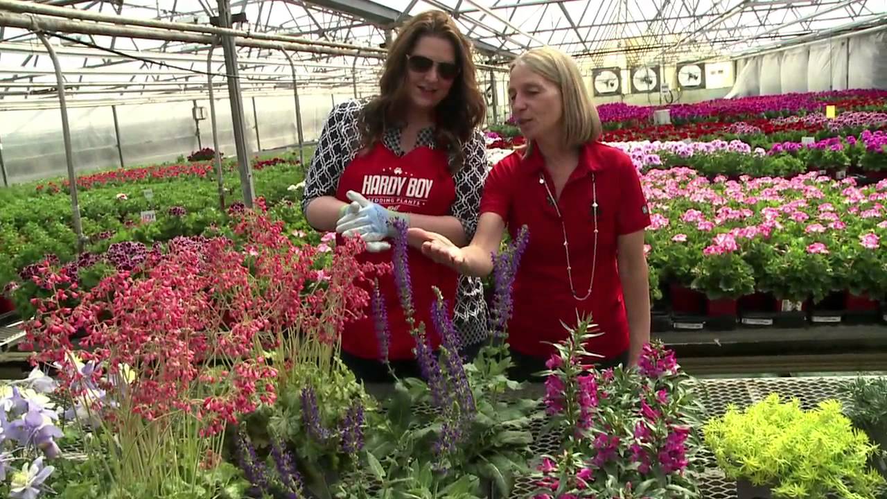 The Best Perennials for Colorado