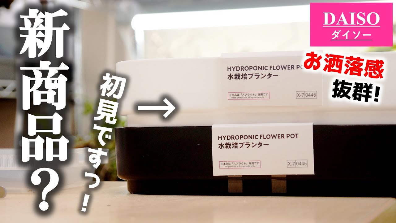 初めて見つけた！100均の新商品に爆増殖させた観葉植物の苗を植え付けてみたら…【シダの増やし方】