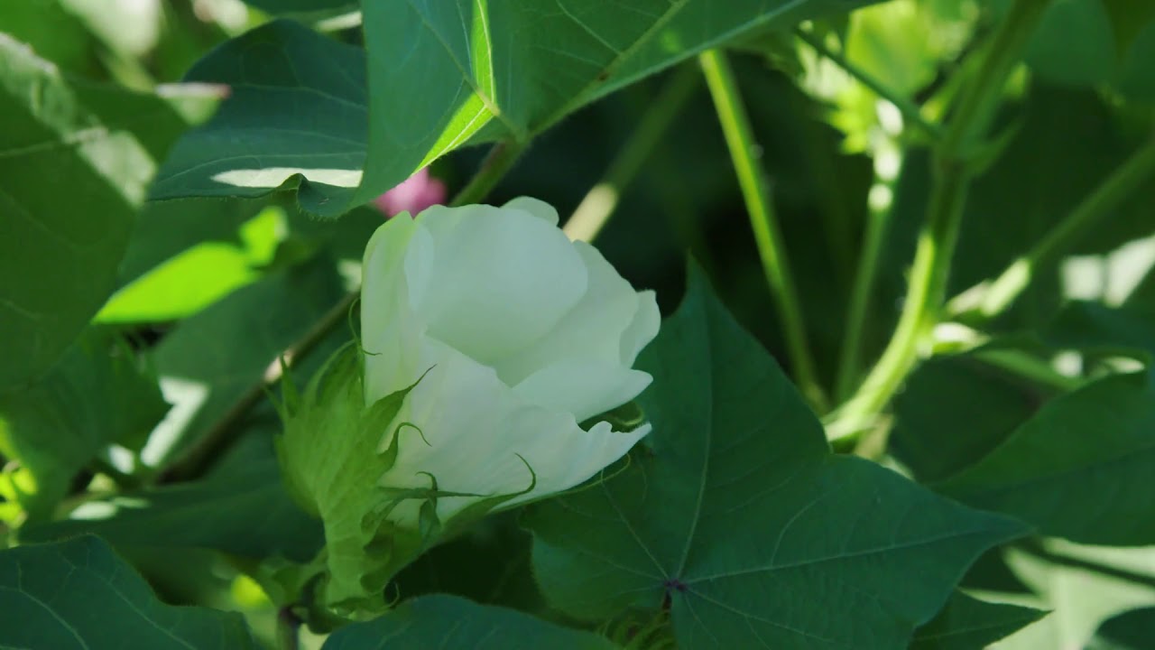 Scott Learning Center 2020 Virtual tour - Cotton PGR's with Jay Mahaffey
